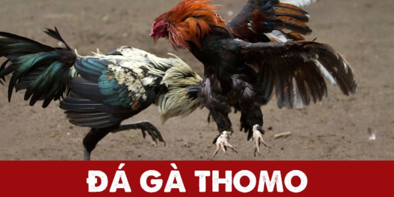 Giới thiệu về Đá Gà Thomo