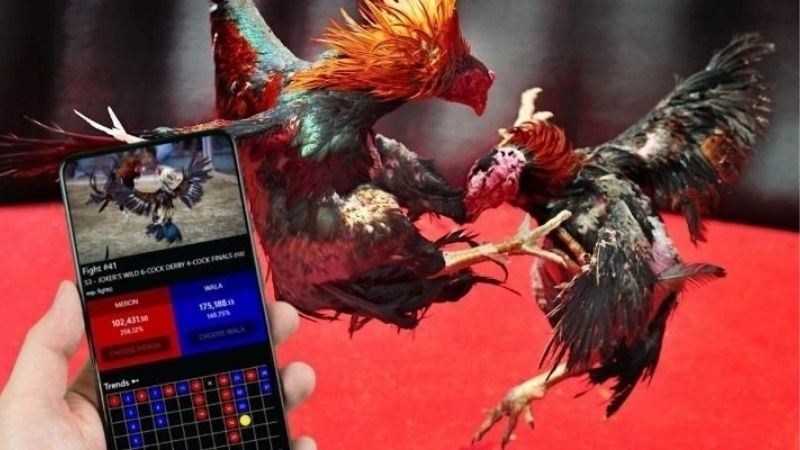 Khám Phá Đá Gà Cựa Sắt Đặc Sắc Tại ABC8 Cho Dân Cá Cược