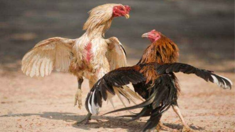 Khám Phá Đá Gà Cựa Sắt Đặc Sắc Tại ABC8 Cho Dân Cá Cược