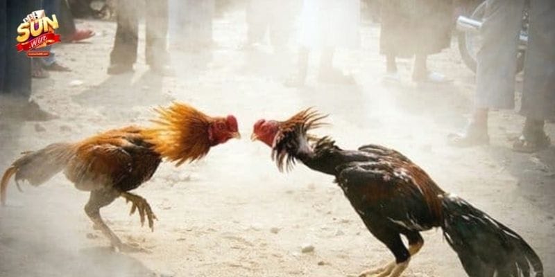 Chiến thuật theo kèo trong đá gà Sunwin