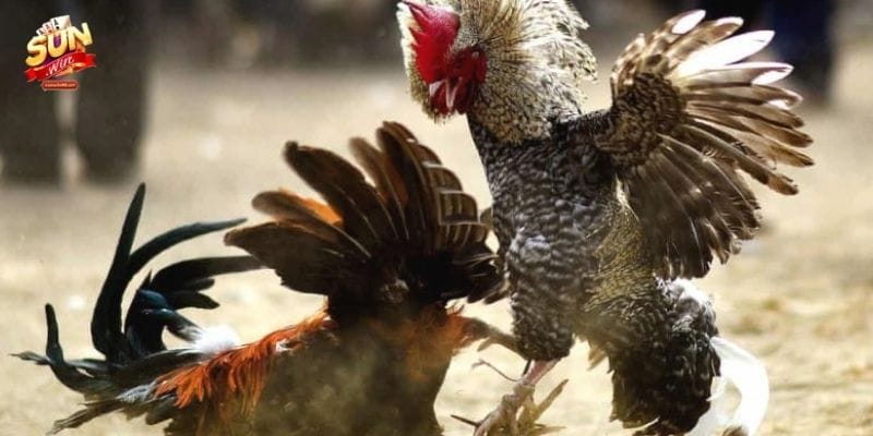 Các cửa đặt cược cơ bản trong sảnh đá gà