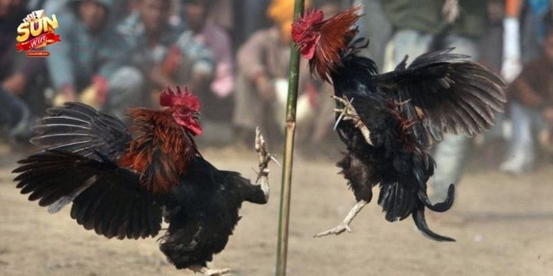 Chiến thuật theo kèo trong đá gà Sunwin hiệu quả cho người mới